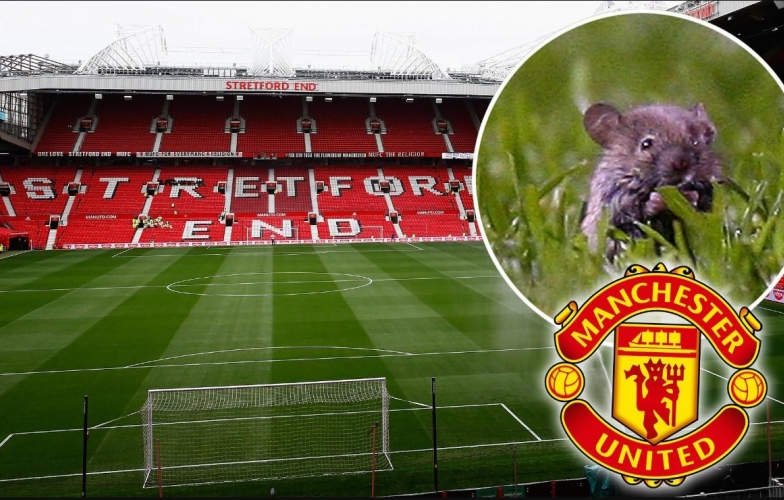 Chuột 'tung tăng' trên Old Trafford ngay trận Southampton