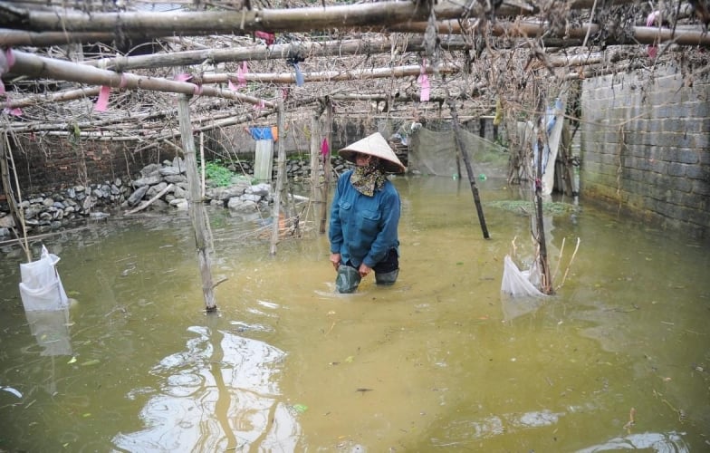 'Rốn lũ' Chương Mỹ khẩn trương đắp đê, di dời người dân trước khi nước sông Bùi dâng lên báo động nguy hiểm