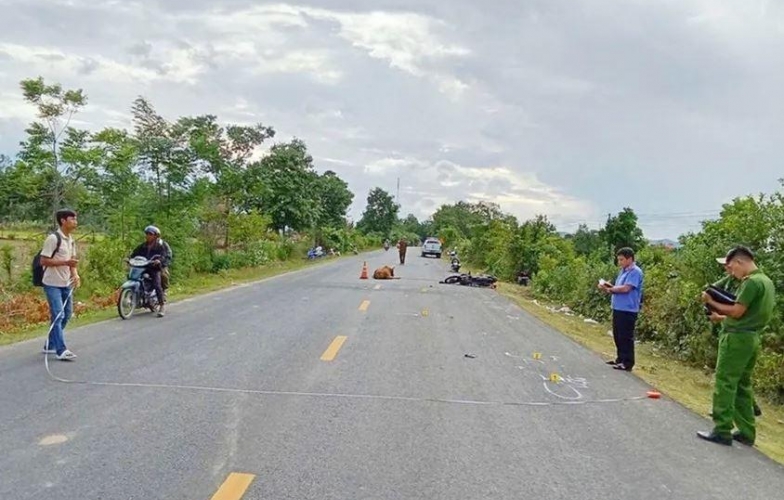 Gia Lai: Xe máy tông trúng bò, thanh niên tử vong tại chỗ