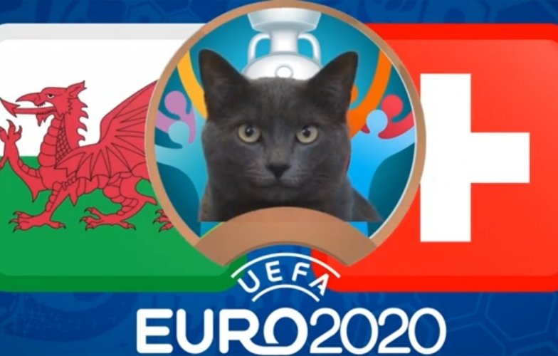 Mèo tiên tri dự đoán kết quả Thổ Nhĩ Kỳ vs Xứ Wales: Bất ngờ xảy ra?