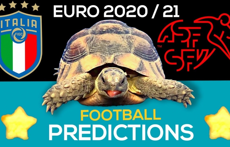 Thần Rùa tiên tri dự đoán kết quả Italia vs Thụy Sĩ: Chiến thắng cho kẻ mạnh?
