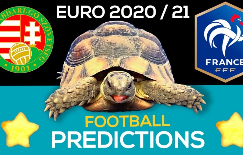 Thần Rùa tiên tri dự đoán kết quả Hungary vs Pháp: Chân mệnh thiên tử