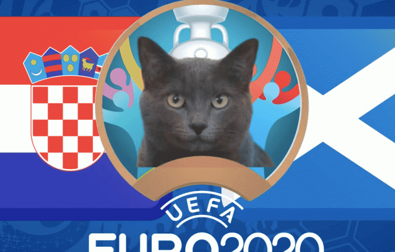 Mèo tiên tri dự đoán Croatia vs Scotland: Bất ngờ khó tin!