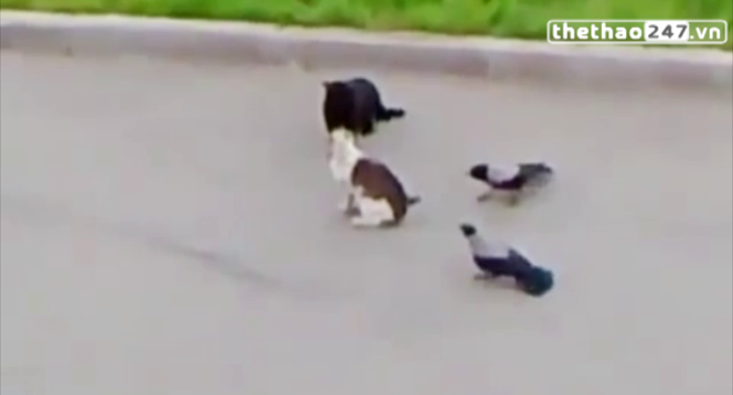 VIDEO hài hước: 2 vị khách không mời và cuộc chiến nảy lửa của những chú mèo