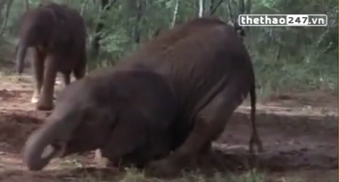 VIDEO: Khi các loài động vật hoang dã ...say sỉn
