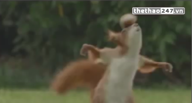 VIDEO: Nghi án về loài Sóc biết chơi bóng đá