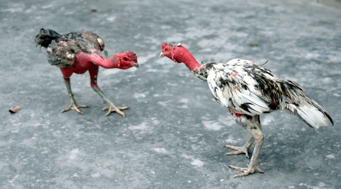 VIDEO: Kinh hoàng pha chọi gà đứt đầu đối phương