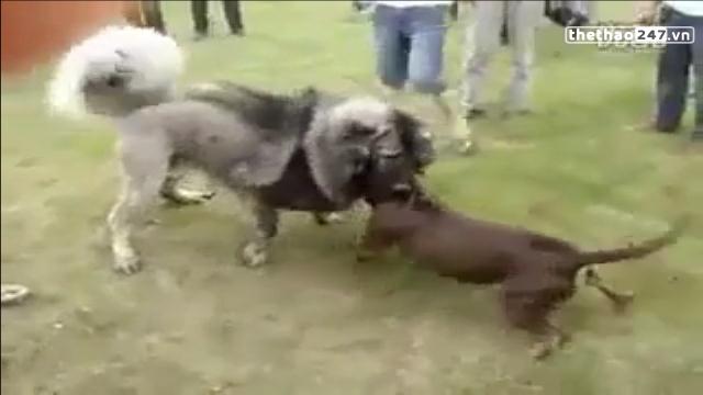 VIDEO: Đại chiến kinh hoàng giữa pitbull và chó ngao Tây Tạng