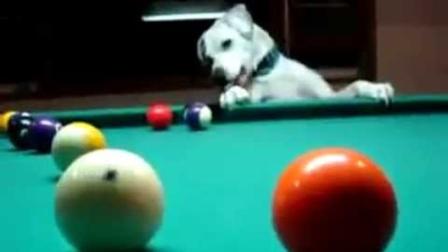 VIDEO: Ngạc nhiên với khả năng chơi bi-a hoàn hảo của chú chó