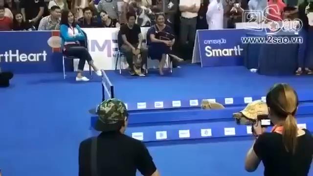 VIDEO: Cuộc chạy đua giữa thỏ và rùa ngoài đời thực