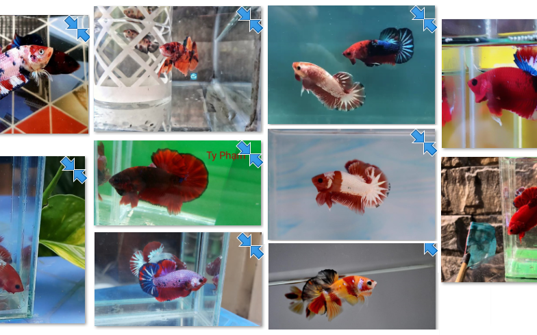 Bộ ảnh top 10 tuần 5 tháng 3 cuộc thi Show Betta Online 2018