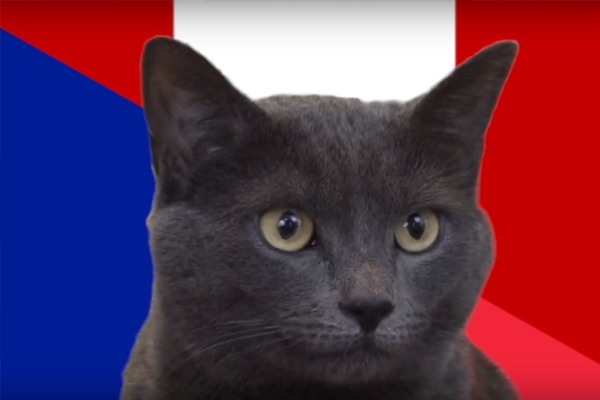 Mèo tiên tri dự đoán kết quả, tỉ số Pháp vs Peru