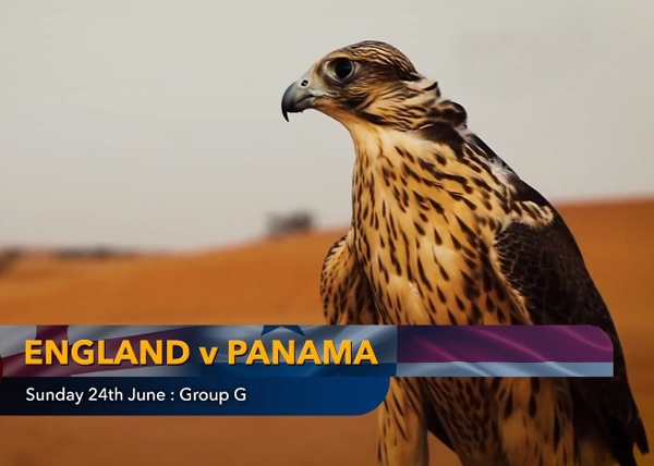 Chim tiên tri dự đoán kết quả Anh vs Panama