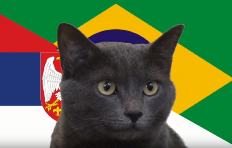 Mèo tiên tri dự đoán kết quả, tỉ số Brazil vs Serbia