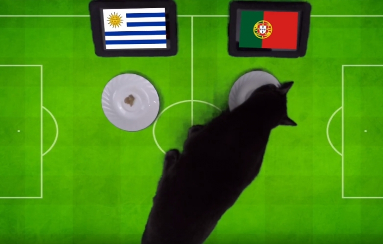 VIDEO: Mèo tiên tri dự đoán Bồ Đào Nha vs Uruguay