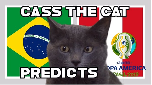 Mèo tiên tri dự đoán kết quả Brazil vs Peru: Đáng để chờ đợi