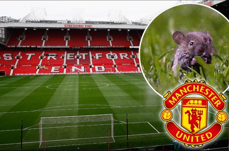 Chuột 'tung tăng' trên Old Trafford ngay trận Southampton