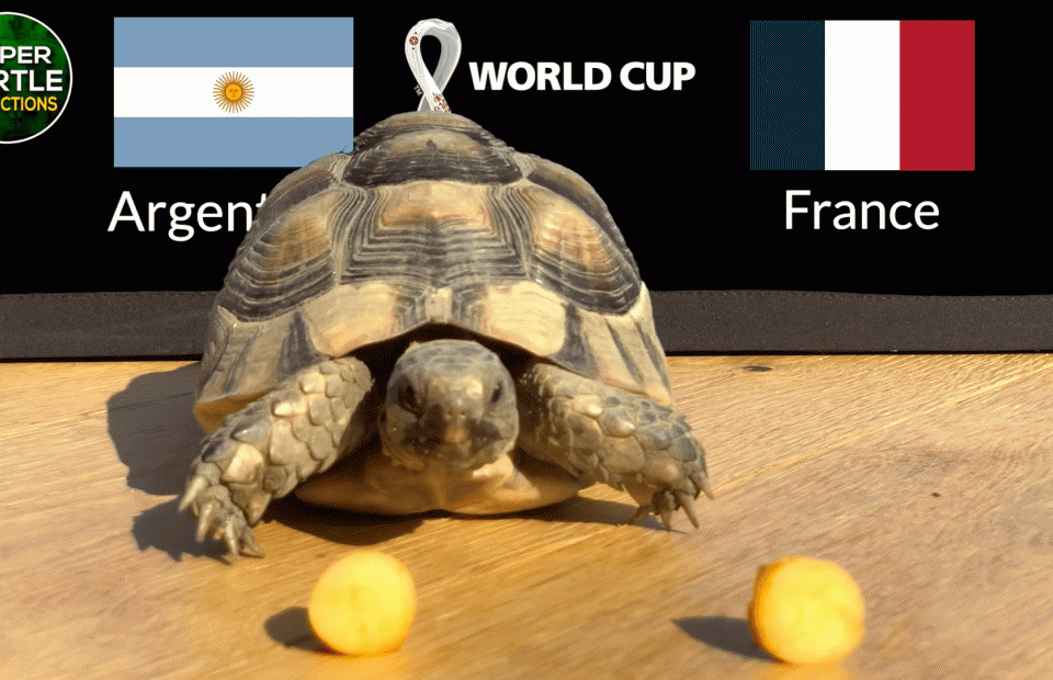 Thần Rùa dự đoán kết quả, tỉ số chung kết World Cup: Argentina vs Pháp