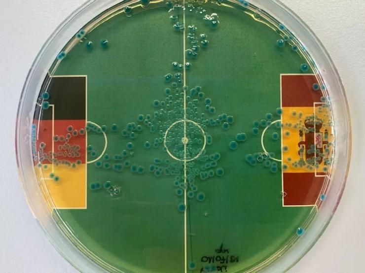 Vi khuẩn dự đoán kết quả Tây Ban Nha vs Đức tại Euro 2024 493292