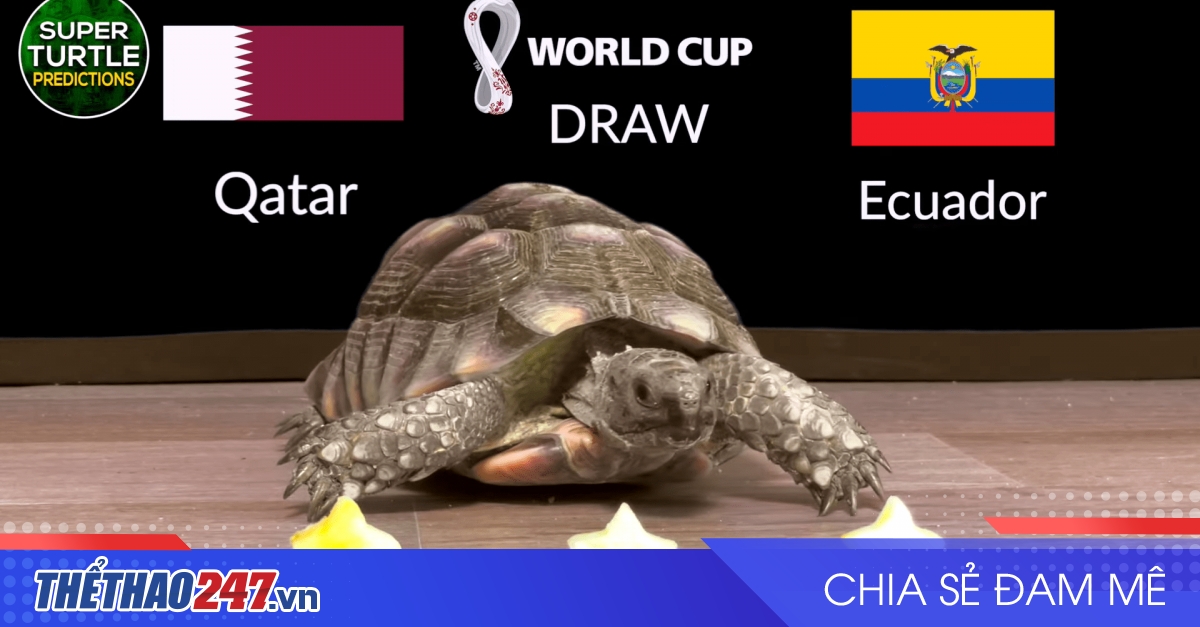 World Cup 2022 Predictions by Super Turtle