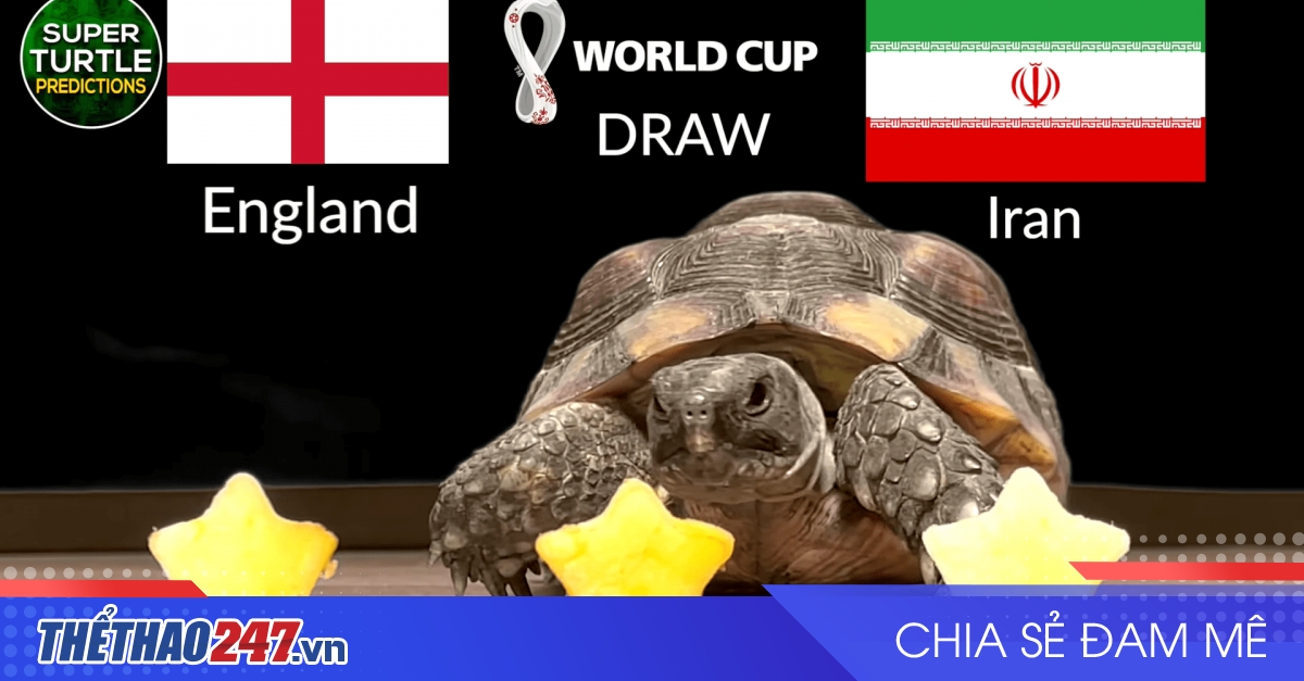 Thần Rùa tiên tri cực chuẩn dự đoán World Cup 2022 trận Anh vs Iran