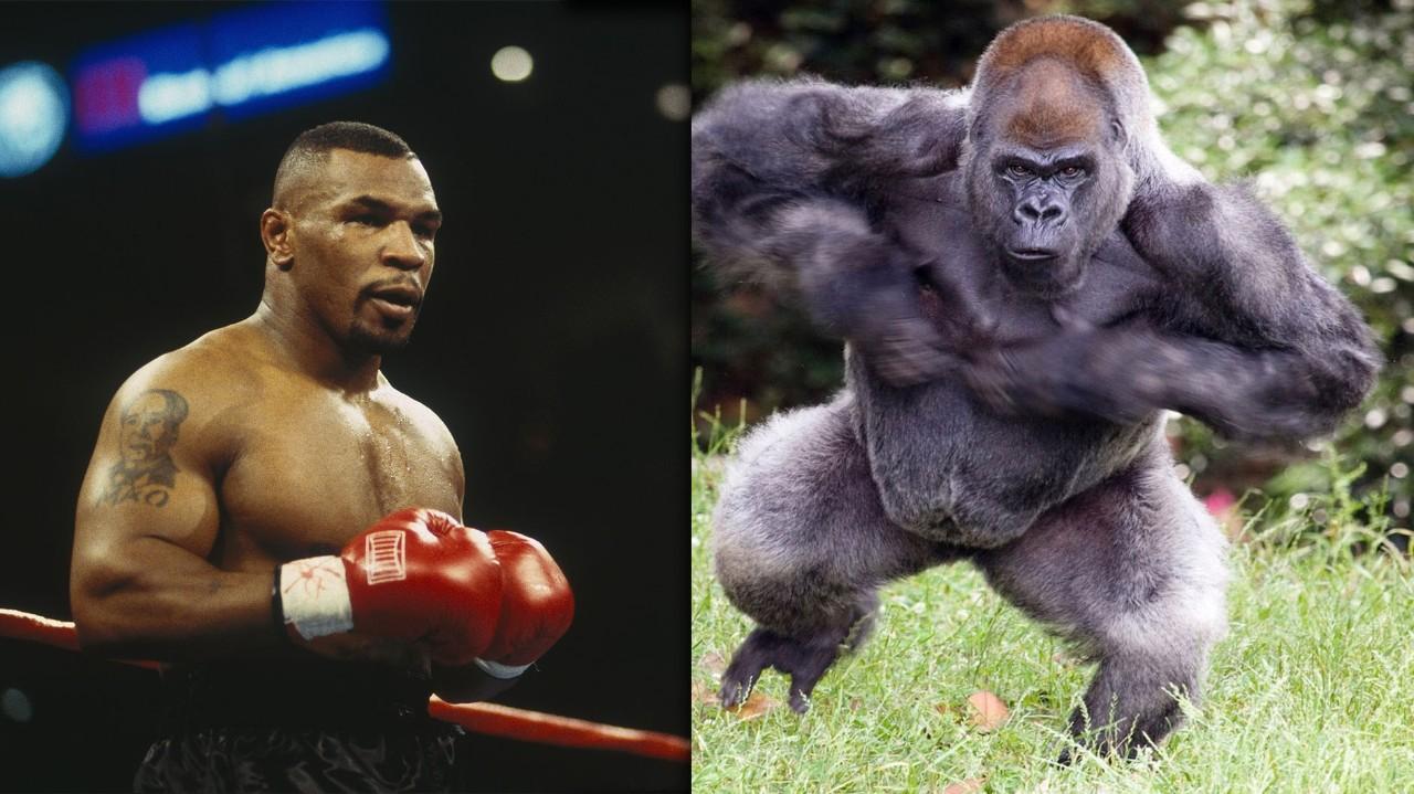 ĐỘC LẠ: Mike Tyson đòi đánh nhau với khỉ trong buổi hẹn hò