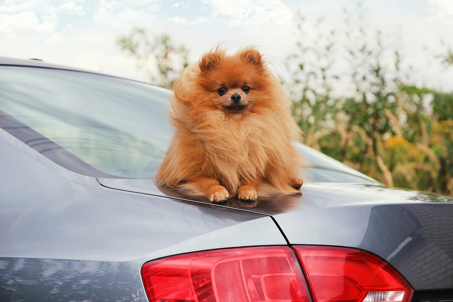 Động vật hay thú nuôi không được phép để trên nóc xe
