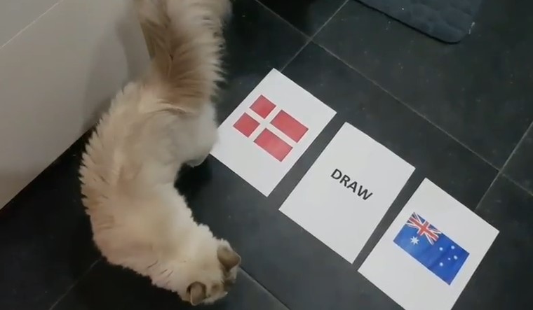 Tiên tri mèo dự đoán kết quả, tỉ số Đan Mạch vs Úc soi kèo Đan Mạch vs Úc, Tiên tri Đan Mạch vs Úc, Dự đoán Đan Mạch vs Úc, Soi kèo Tây Ban Nha vs Iran , Mèo tiên tri, dự đoán World Cup 2018